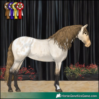 Horse Color:Buckskin Roan Dun Appaloosa 