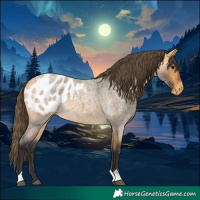Horse Color:Buckskin Roan Blanket 