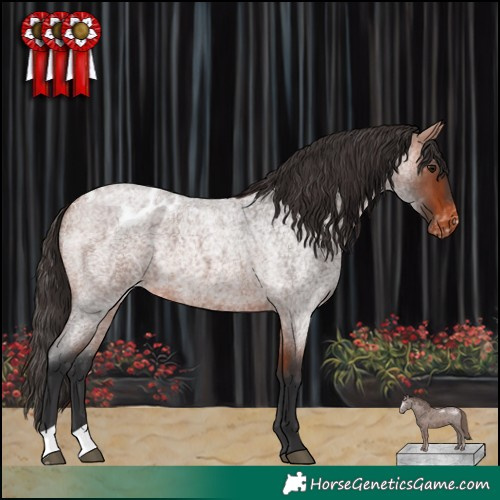 Horse Color:Bay Roan Appaloosa 