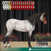 Horse Color:Bay Roan Blanket