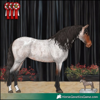 Horse Color:Bay Roan Appaloosa