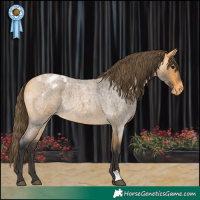 Horse Color:Buckskin Roan Appaloosa