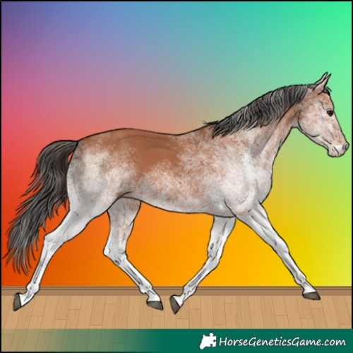 Horse Color:White Spotted Bay