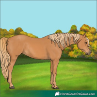 Horse Color:Chestnut Rabicano