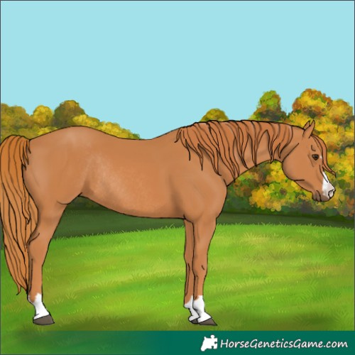 Horse Color:Chestnut Rabicano 