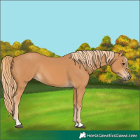 Horse Color:Chestnut Rabicano 