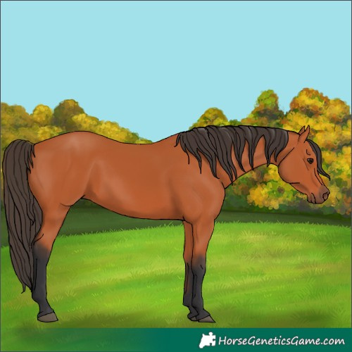 Horse Color:Bay Rabicano 