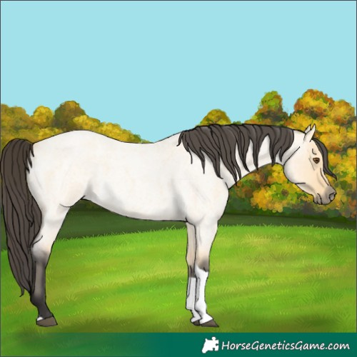 Horse Color:Buckskin Roan Dun Tobiano 