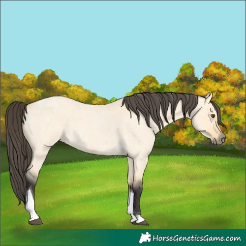 Horse Color:Buckskin Roan Dun Tobiano 