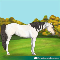 Horse Color:Buckskin Roan Dun Tobiano 