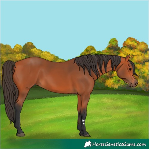 Horse Color:Bay Rabicano 