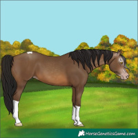 Horse Color:Gray Amber Champagne Tobiano