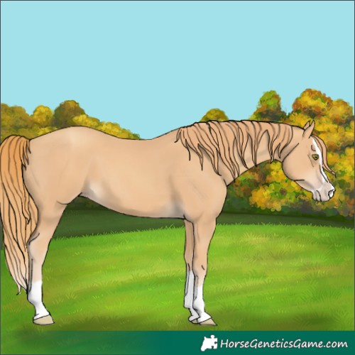 Horse Color:Gold Champagne Splash