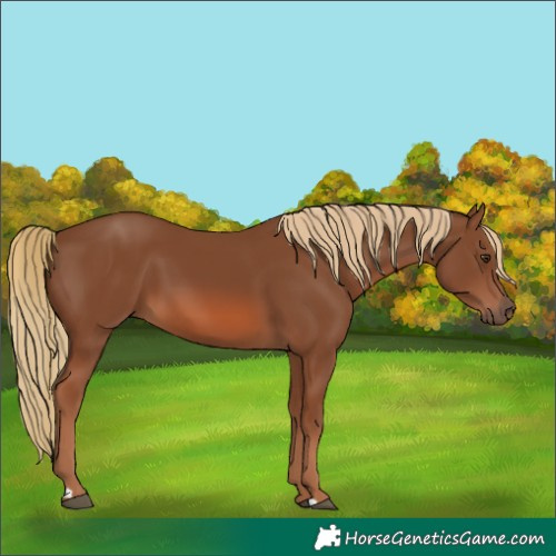 Horse Color:Chestnut Rabicano 