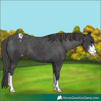 Horse Color:Black Sabino Appaloosa 