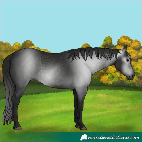 Horse Color:Gray Smoky Black 