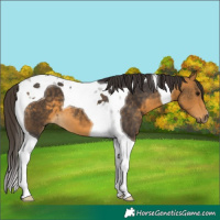 Horse Color:Buckskin Tobiano 