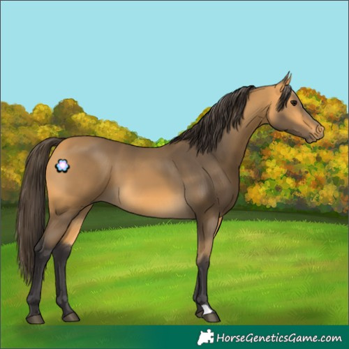 Horse Color:Buckskin 