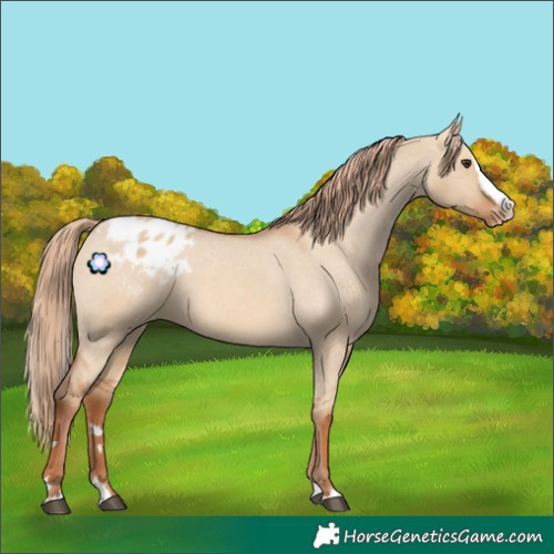 Horse Color:Red Dun Splash Appaloosa 