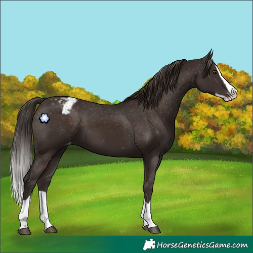 Horse Color:Liver Chestnut Splash Appaloosa