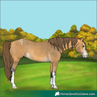 Horse Color:Buckskin Sabino Appaloosa Rabicano