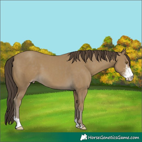 Horse Color:Classic Cream Champagne Sabino 
