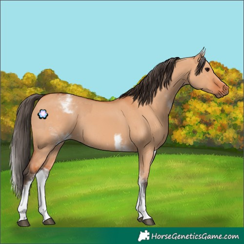 Horse Color:White Spotted Bay Dun Rabicano and White Spotted Bay Dun Rabicano