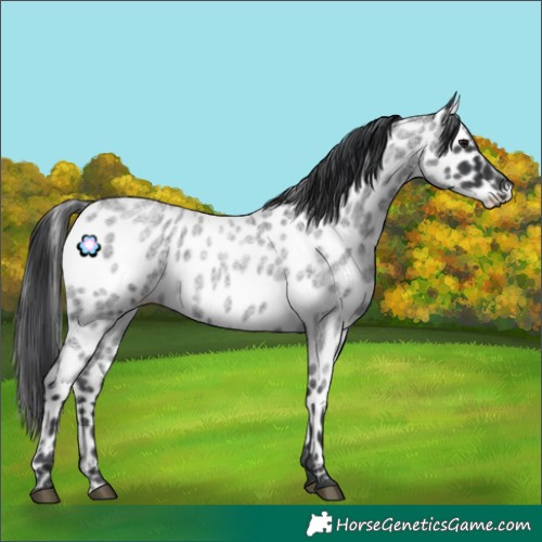 Horse Color:Blue Roan Appaloosa 