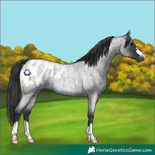 Horse Color:Blue Roan Appaloosa