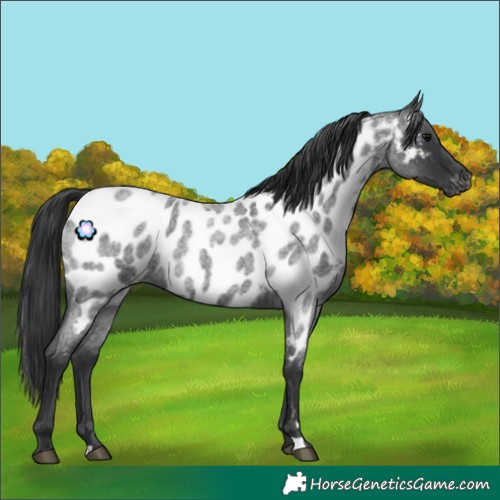 Horse Color:Blue Roan Appaloosa