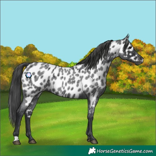 Horse Color:Blue Roan Appaloosa