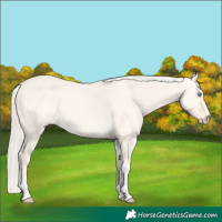 Horse Color:Cremello Dun Tobiano Rabicano 