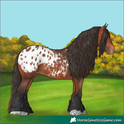 Horse Color:Bay Appaloosa 