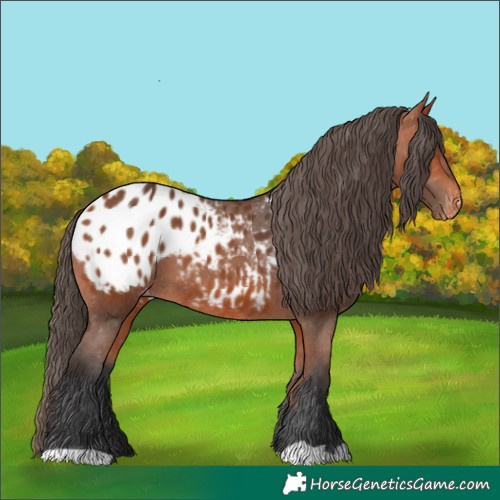 Horse Color:Bay Appaloosa 