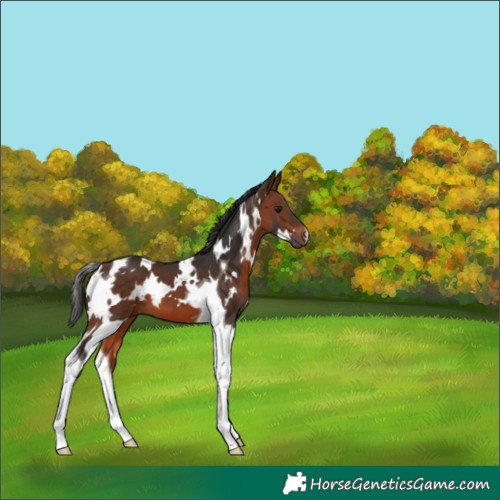 Horse Color:White Spotted Brown Tobiano