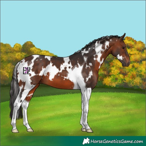 Horse Color:White Spotted Brown Tobiano 