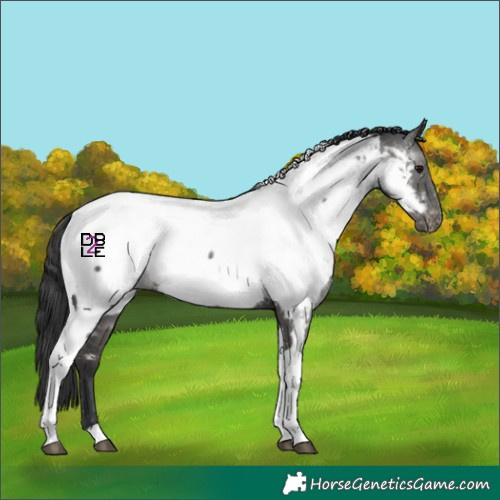 Horse Color:Black Tobiano Appaloosa 