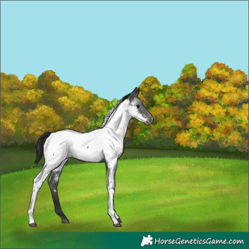 Horse Color:Black Tobiano Appaloosa
