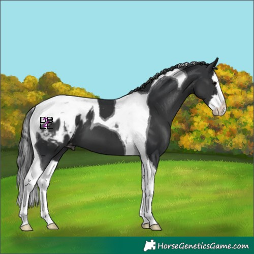 Horse Color:Black Splash Tobiano Appaloosa 
