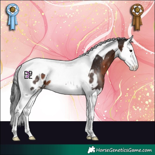 Horse Color:Brown Splash Tobiano Appaloosa 
