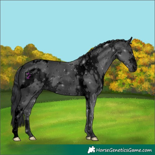 Horse Color:Void White Spotted Black Rabicano