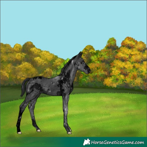 Horse Color:Void White Spotted Black Rabicano 