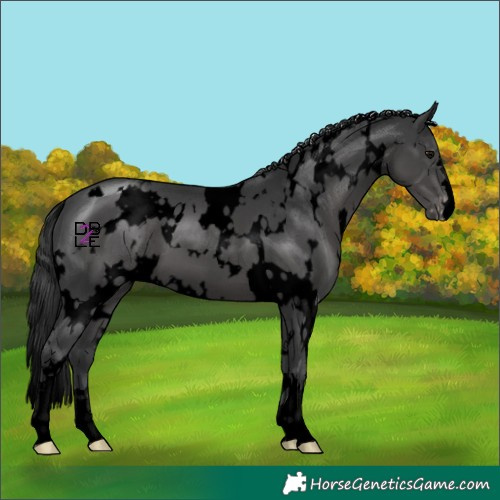 Horse Color:Void White Spotted Black Appaloosa 