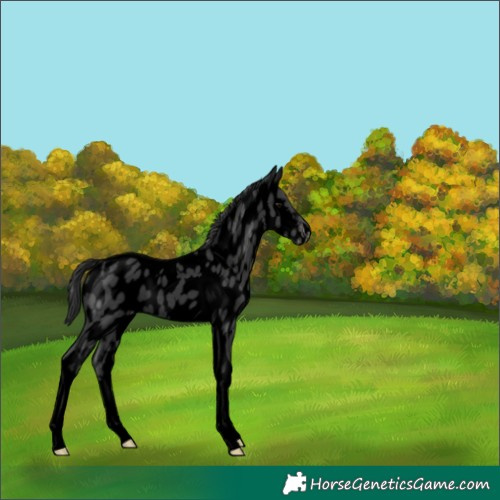 Horse Color:Void Black Tobiano Appaloosa Rabicano 