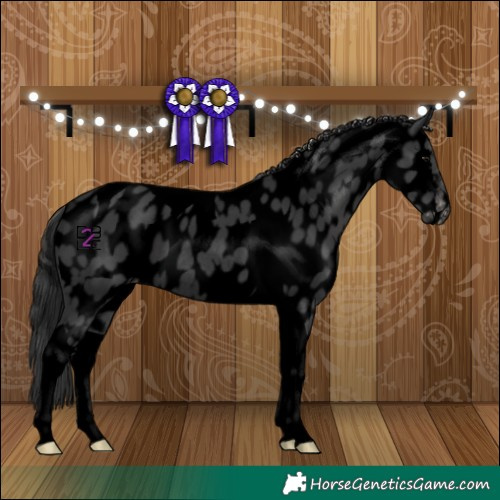 Horse Color:Void Black Tobiano Appaloosa Rabicano 