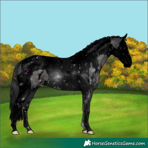 Horse Color:Void White Spotted Black Splash Tobiano Appaloosa 