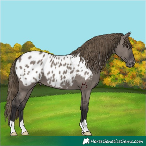 Horse Color:Smoky Grullo Appaloosa 