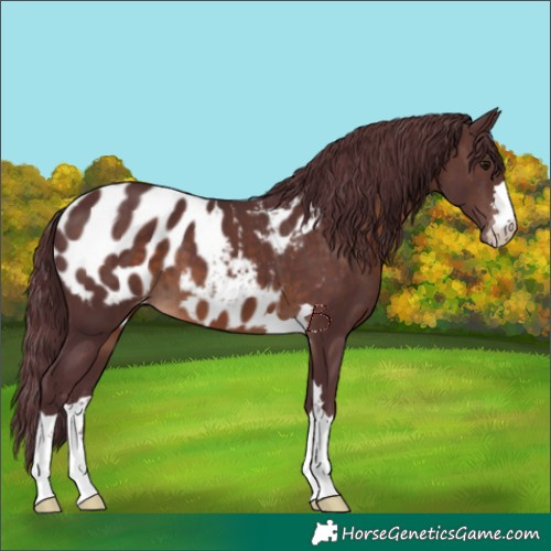 Horse Color:Chocolate Brown Appaloosa