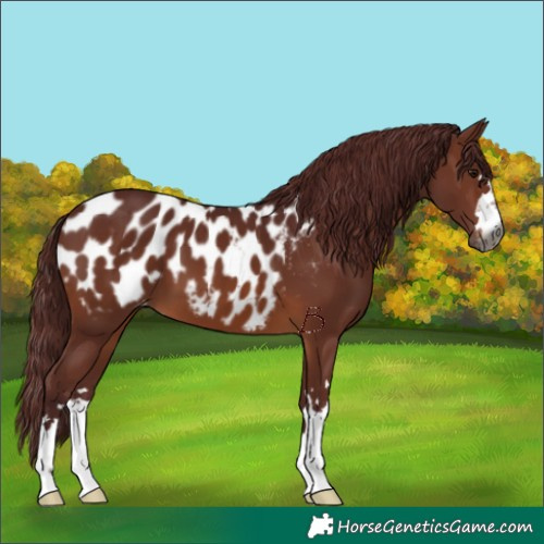 Horse Color:Gray Chocolate Brown Appaloosa