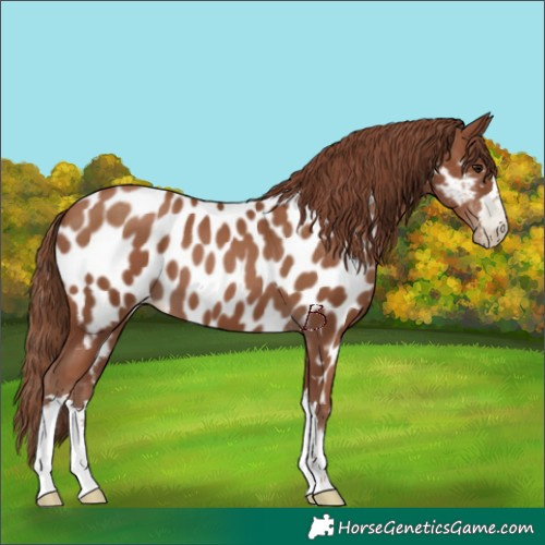 Horse Color:Gray Chocolate Black Pearl Appaloosa